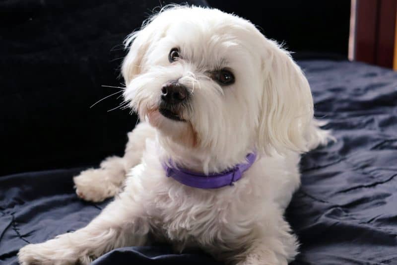 bichon maltes blanco nico