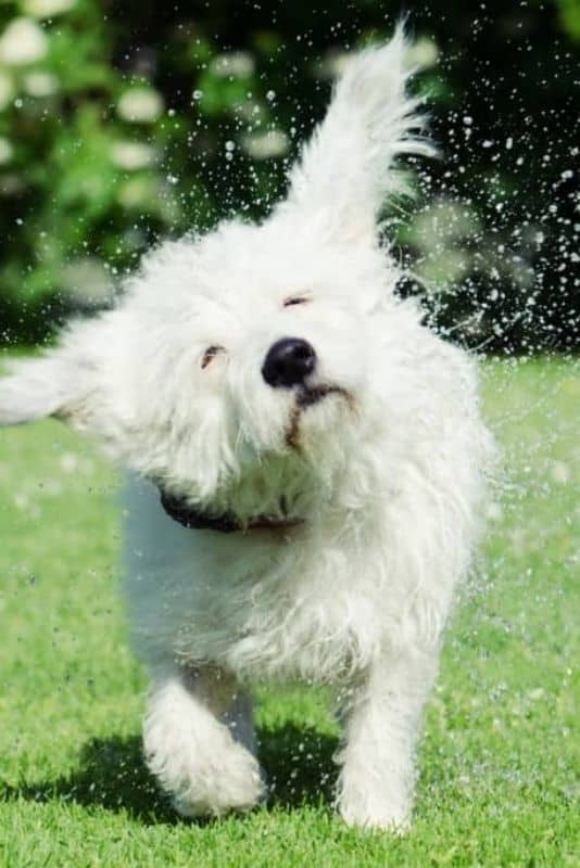 collar-impermeable-antipulgas-para-perro