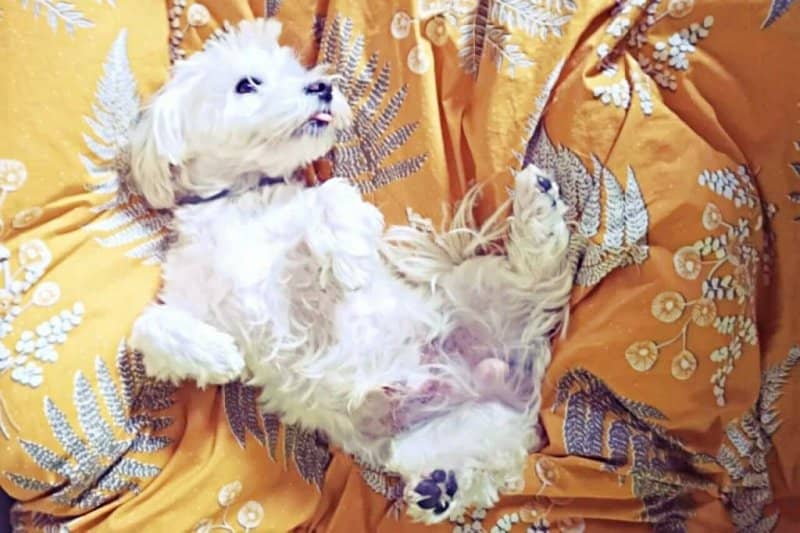 Cómo Educar a un Bichón Maltés a Hacer sus Necesidades: Guía Fácil 2 como educar a un bichon maltes