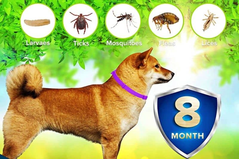 mejor collar antipulgas y antigarrapatas toldi