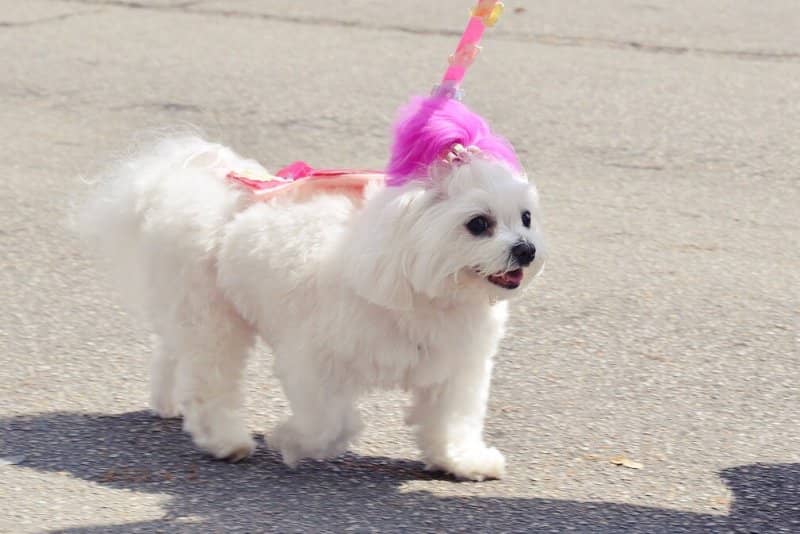 Cómo Educar a un Bichón Maltés a Hacer sus Necesidades: Guía Fácil 8 paseo perro bichon maltes cuidados