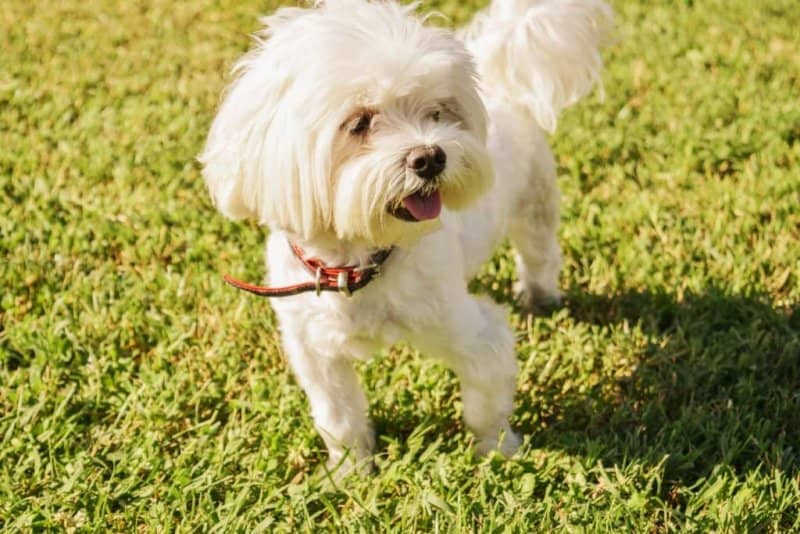 Cómo Educar a un Bichón Maltés a Hacer sus Necesidades: Guía Fácil 3 bichon maltes educacion