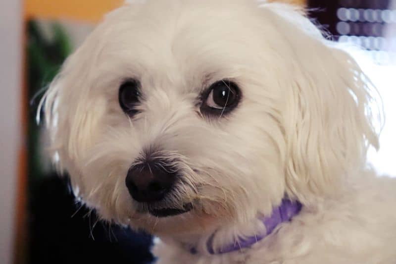 perro maltes con collar antiparasitario toldi