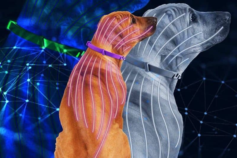 tratamiento antipulgas perro