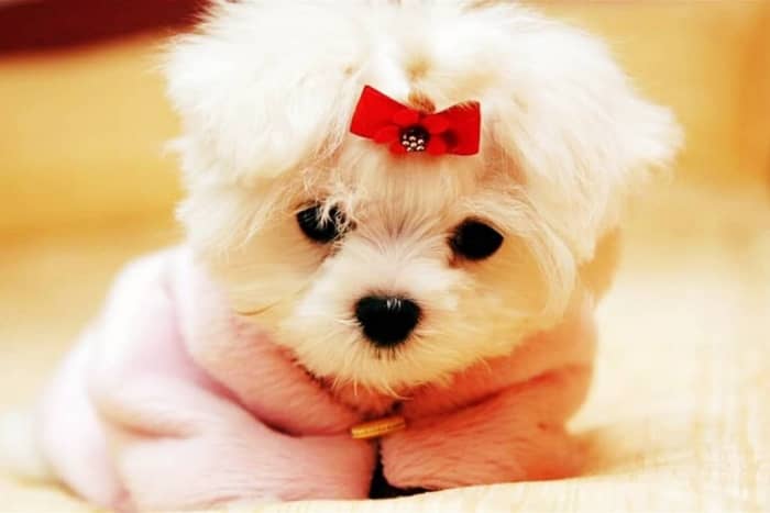 cachorro bichon maltes americano toy