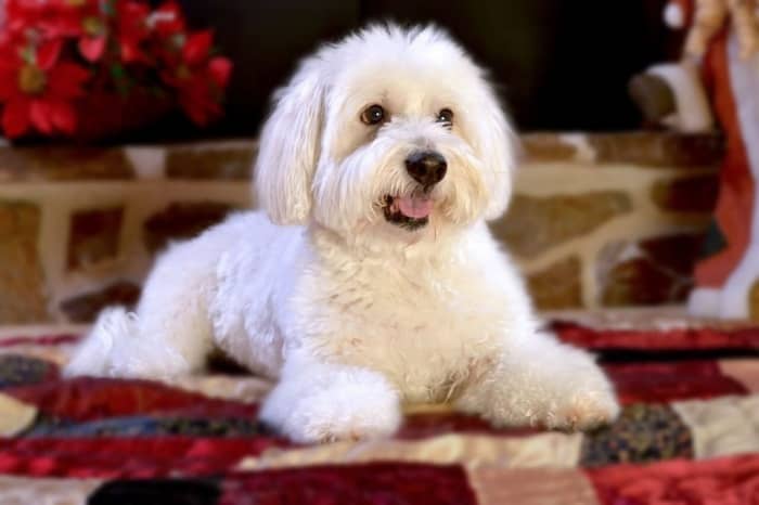 Sobre nosotros 6 perro bichon maltes europeo