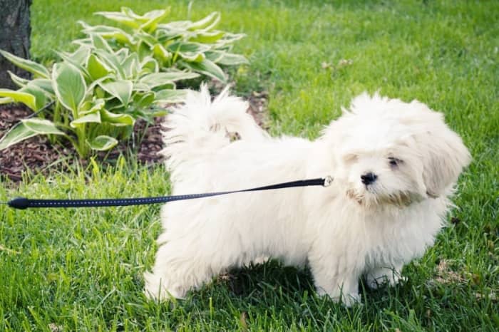 perro maltes bichon toy comprar