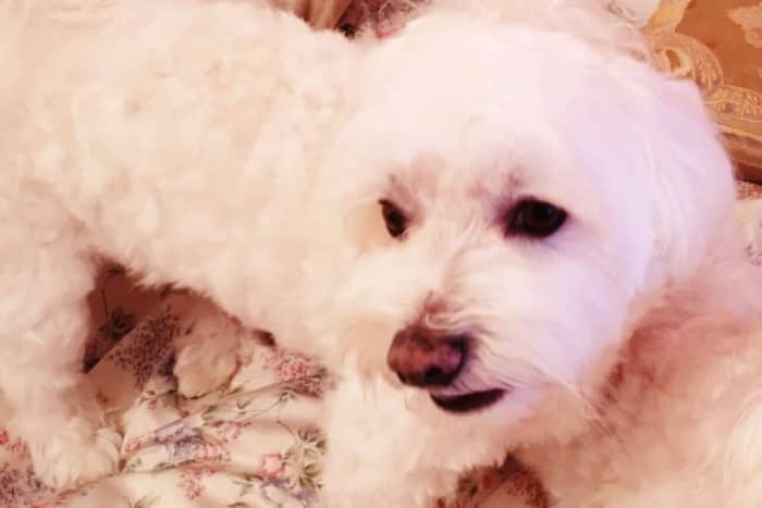 adoptar perro bichon maltes