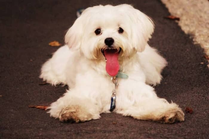 Cómo Elegir Pienso Ideal para Bichón Maltés: Guía Especial 4 mejores alimentos secos para perro maltes