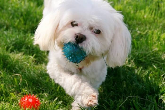 perro bichon maltes esperanza de vida
