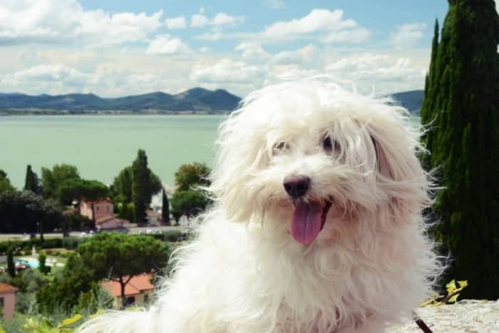 bichon bolonez perro