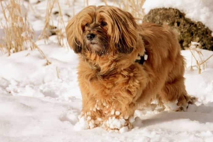 perro bichon habanero