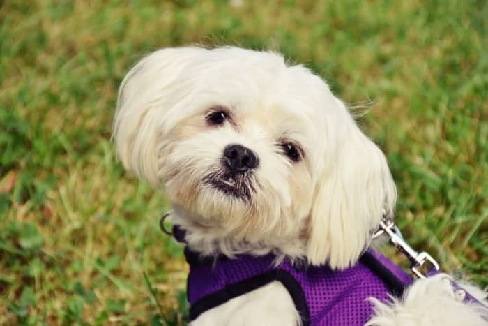 perro bichon maltes informacion