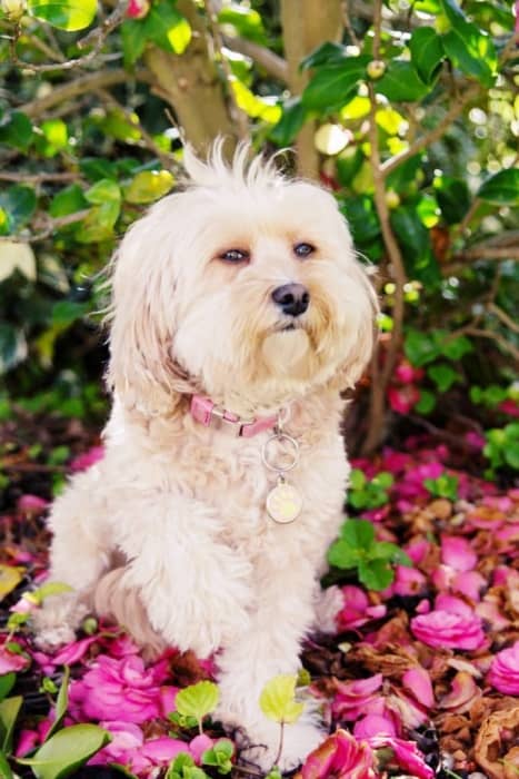 perro raza bichon maltes europeo