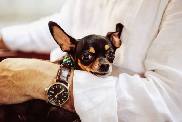 perro raza chihuahua