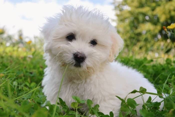 perro-coton-de-tulear
