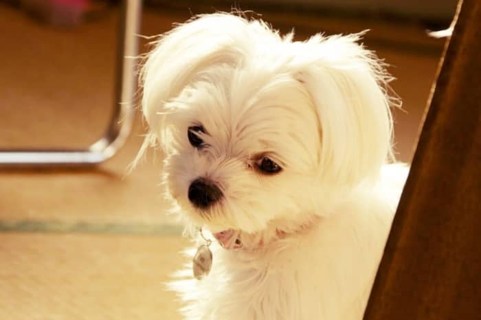 perro bichon maltes toy precio de venta