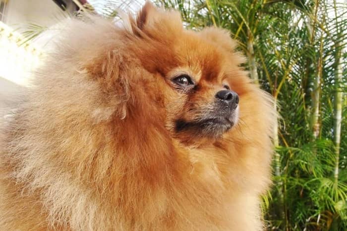 perro raza pomerania