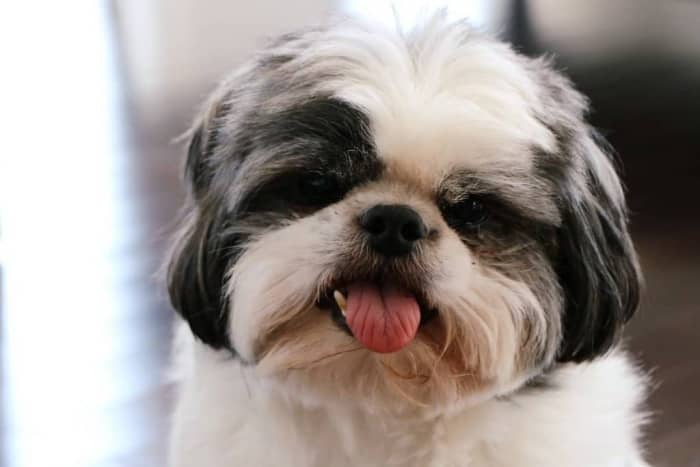pero raza shih tzu