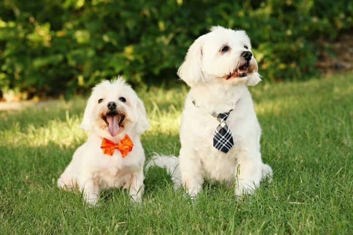 tipos perro bichon maltes