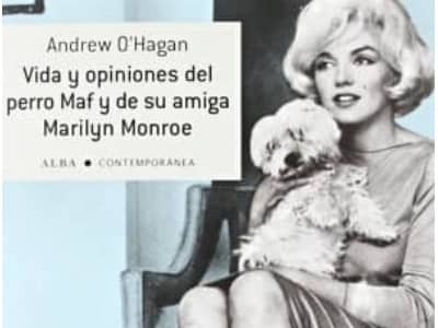 Bichón Maltés Toy: Información y Curiosidades 15 libro sobre marylin monroe y su maltes maf comprar amazon
