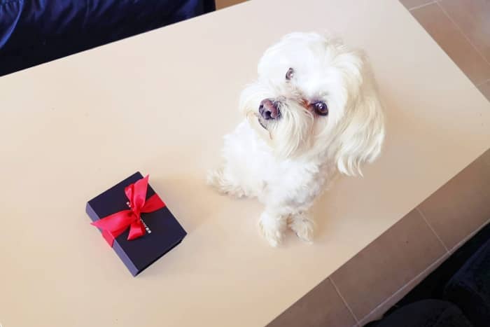 Perro Blanco Bichón Maltés, ¡conoce su carácter y temperamento! 24 perro maltes caracteristicas