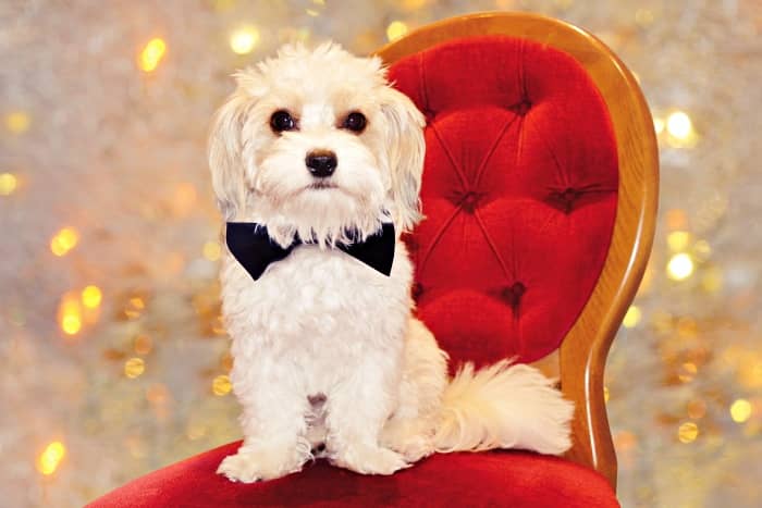 perro bichon maltes temperamento