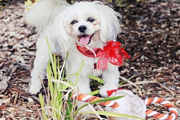Perro Blanco Bichón Maltés, ¡conoce su carácter y temperamento! 18 compartamiento perro bichon maltes