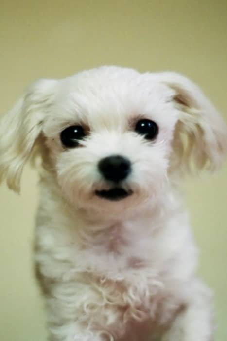Bichón Maltés estándar o puro, el perro auténtico de la raza Maltese 14 cortar pelo bichon maltes
