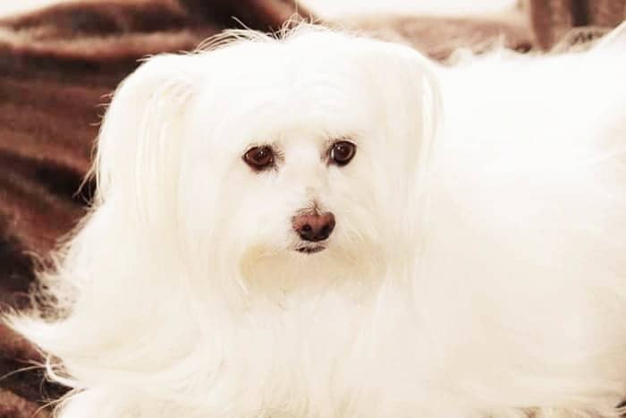 hembra-raza-bichon-maltes-puro