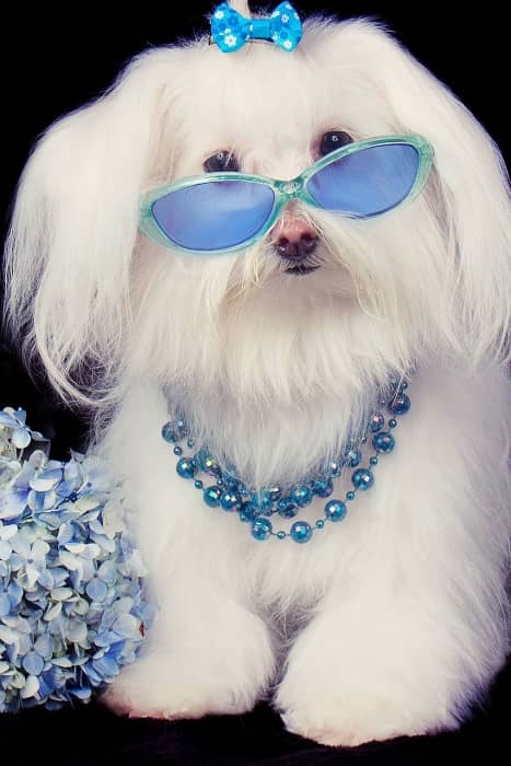 Perro Blanco Bichón Maltés, ¡conoce su carácter y temperamento! 25 bichon maltes temperamento intelegente