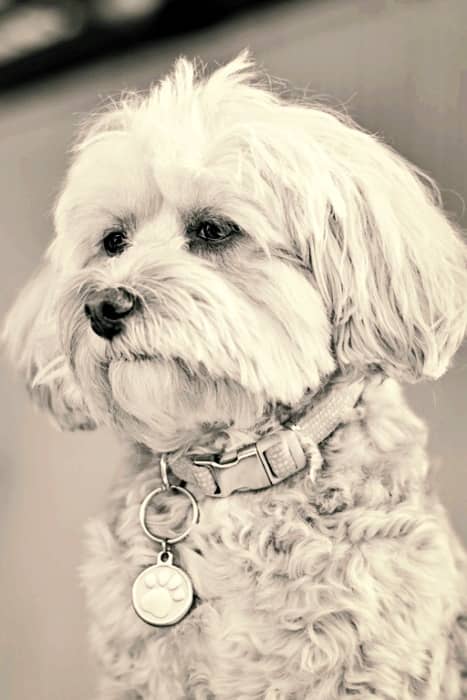 Bichón Maltés estándar o puro, el perro auténtico de la raza Maltese 4 como es perro bichon maltes puro