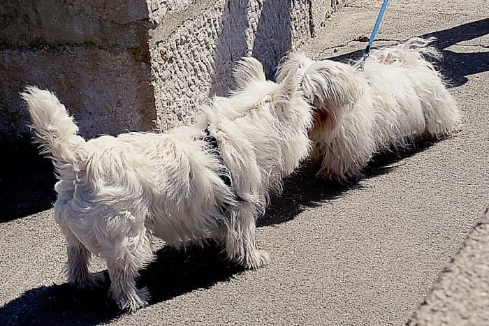 Perro Blanco Bichón Maltés, ¡conoce su carácter y temperamento! 30 comportamiento bichon maltes y otros perros