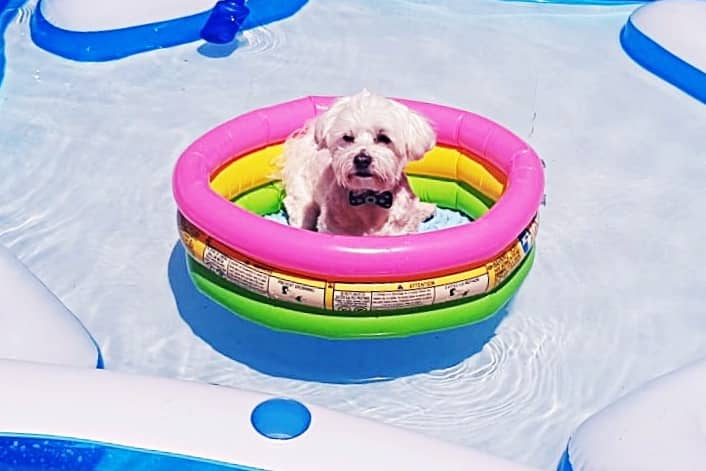 Perro Blanco Bichón Maltés, ¡conoce su carácter y temperamento! 28 temperamento del bichon en casa