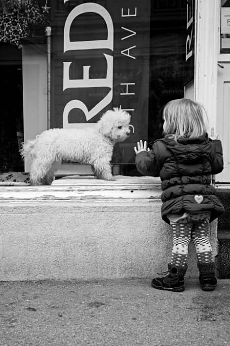 Perro Blanco Bichón Maltés, ¡conoce su carácter y temperamento! 26 temperamento del bichon con niños