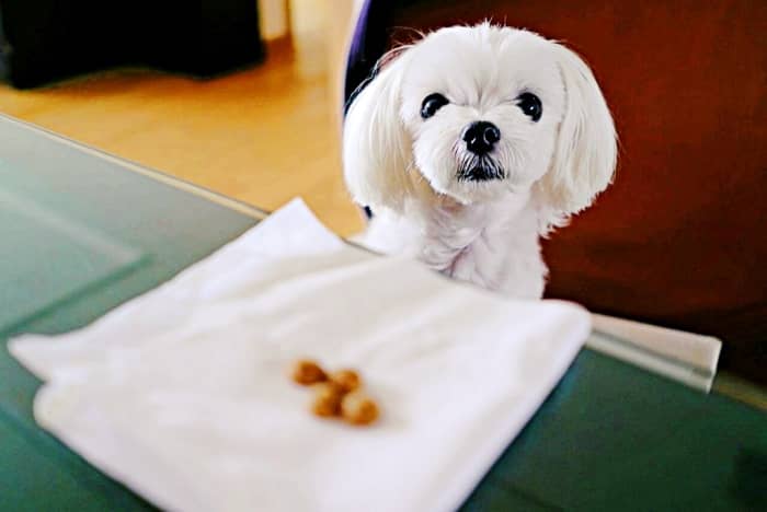 ¿Qué Come un perro Bichón Maltés?-Guía Especial de Alimentación 1 que come un perro bichon maltes