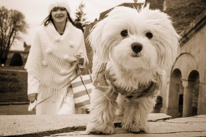 Perro Blanco Bichón Maltés, ¡conoce su carácter y temperamento! 29 caracter bichon maltes
