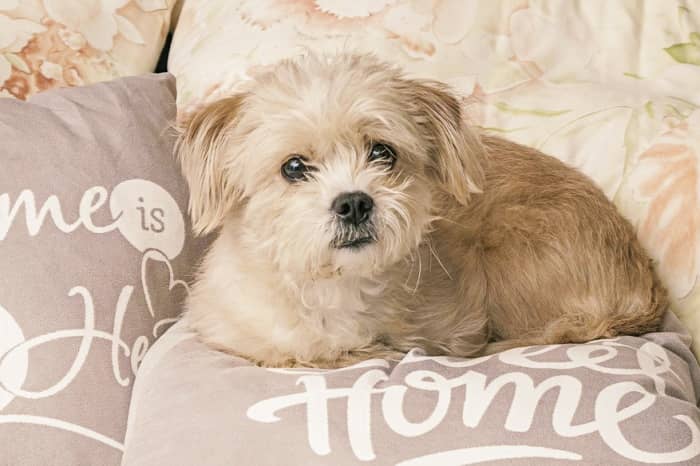 Perro Blanco Bichón Maltés, ¡conoce su carácter y temperamento! 22 perro bichon maltes caracter