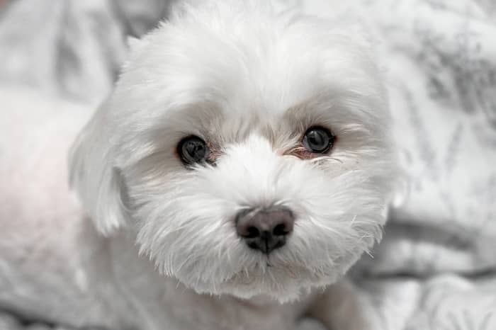 Bichón Maltés estándar o puro, el perro auténtico de la raza Maltese 11 comprar bichon maltes estandar