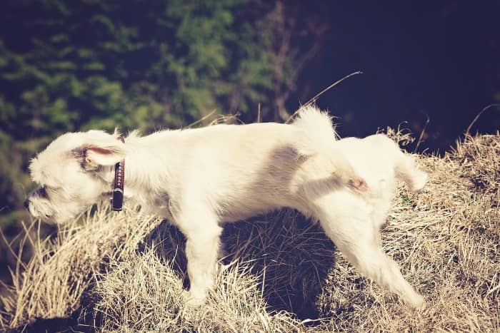 Cómo Educar a un Bichón Maltés a Hacer sus Necesidades: Guía Fácil 6 como educar bichon maltes