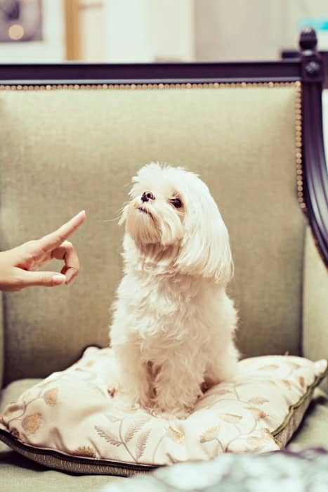 Bichón Maltés estándar o puro, el perro auténtico de la raza Maltese 13 entrenamiento bichon maltes estandar