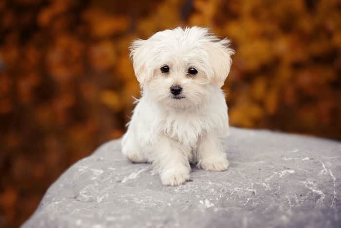 Bichón Maltés Toy: Información y Curiosidades 23 perro bichón maltés toy adulto