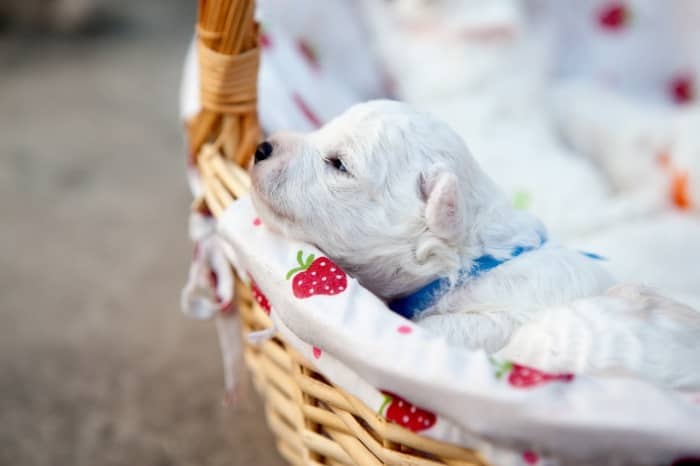 Bichón Maltés estándar o puro, el perro auténtico de la raza Maltese 17 cachorros raza bichon maltes
