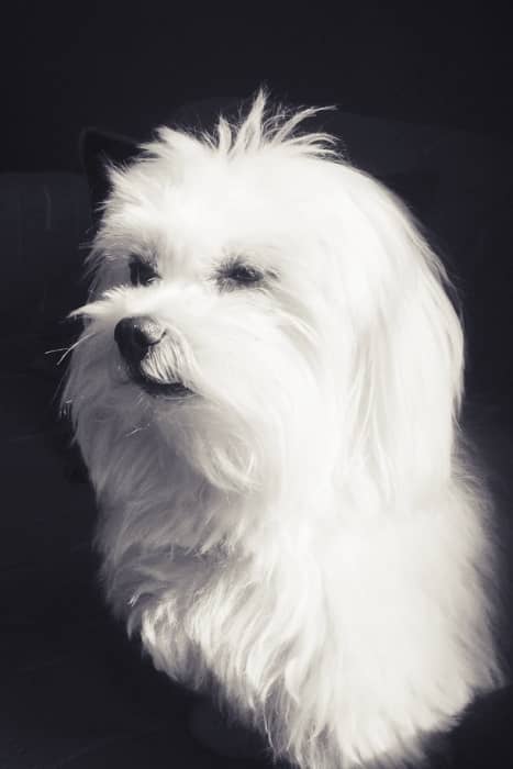 bichon maltes pelaje cuidados