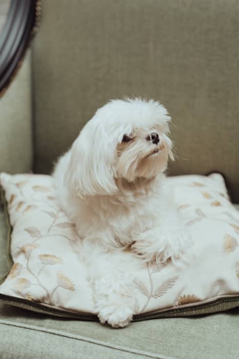 Perro Blanco Bichón Maltés, ¡conoce su carácter y temperamento! 27 compartamiento perro bichon maltes