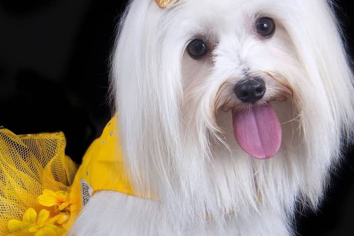 comprar perro bichon maltes