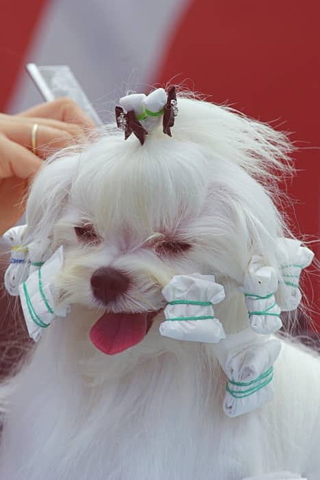 Bichón Maltés estándar o puro, el perro auténtico de la raza Maltese 15 aseo perro maltes puro