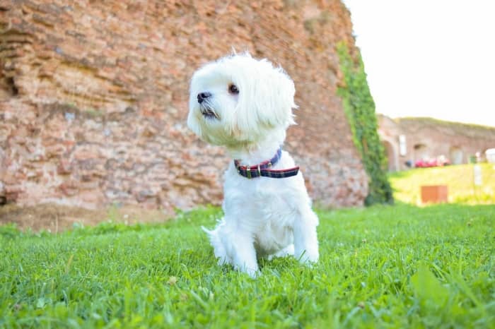 Bichón Maltés estándar o puro, el perro auténtico de la raza Maltese 10 estandar perro bichon maltes