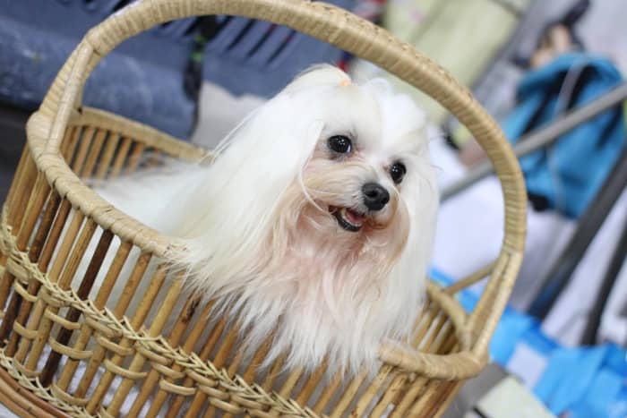 Bichón Maltés estándar o puro, el perro auténtico de la raza Maltese 8 bichon maltes puro hembra
