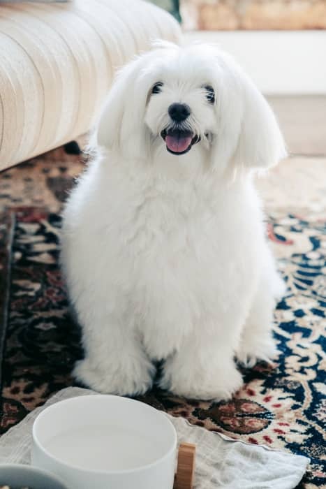 Cómo Elegir Pienso Ideal para Bichón Maltés: Guía Especial 3 pienso para bichón maltés